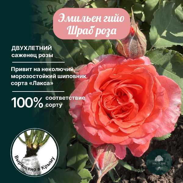 Роза флорибунда шраб Эмильен Гийо в интернет-магазине pitomnik-nasledie.ru