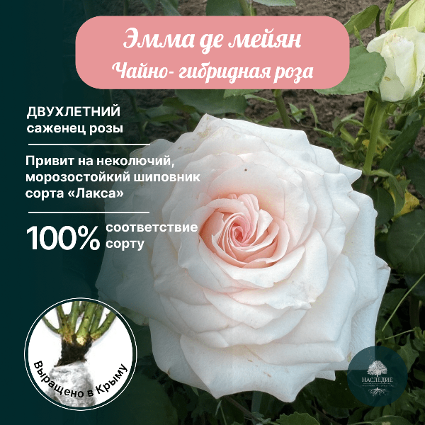 Роза чайно-гибридная Эмма Де Мейян в интернет-магазине pitomnik-nasledie.ru