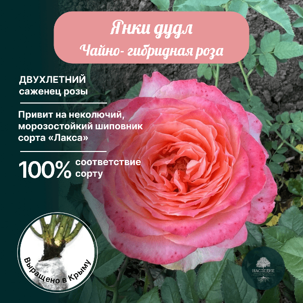 Роза чайно-гибридная Янки Дудл в интернет-магазине pitomnik-nasledie.ru