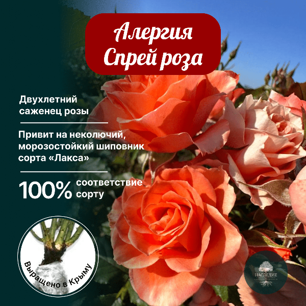 Роза спрей Алегриа в интернет-магазине pitomnik-nasledie.ru