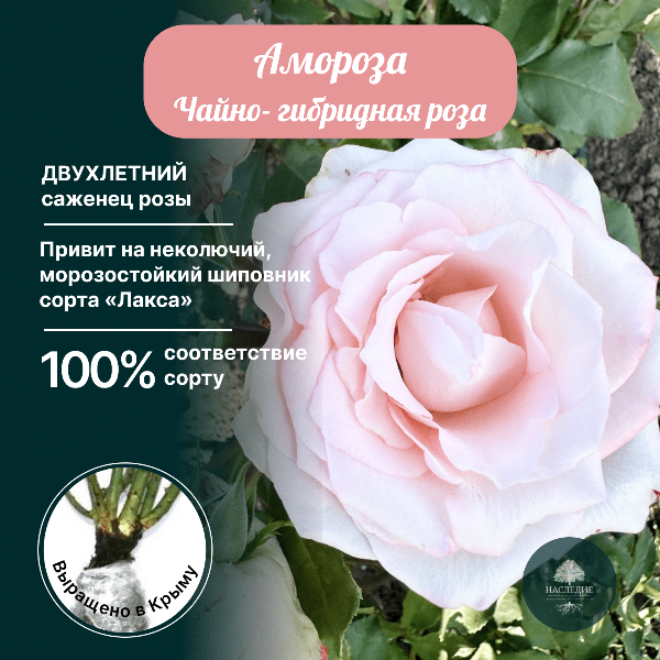 Роза чайно-гибридная Амороза в интернет-магазине pitomnik-nasledie.ru