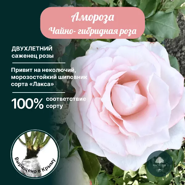 Купить саженец Роза чайно-гибридная Амороза за 400 рублей с доставкой из  питомника Наследие Крым