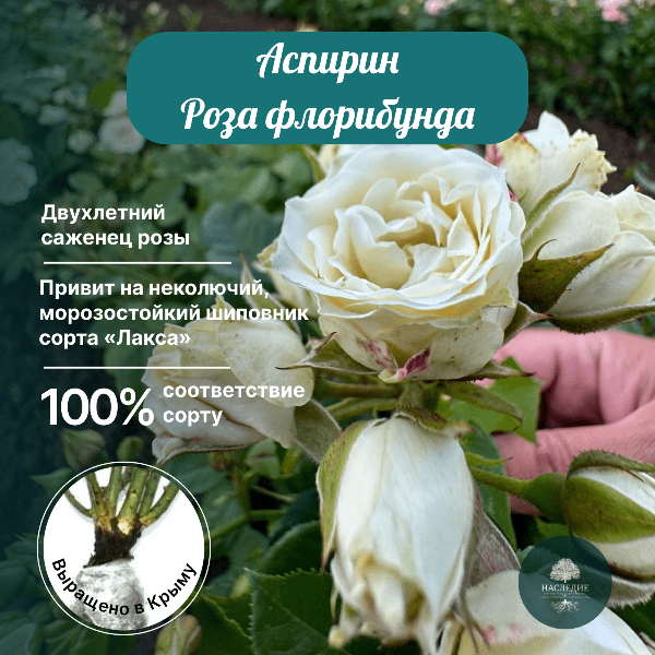 Роза флорибунда Аспирин  в интернет-магазине pitomnik-nasledie.ru