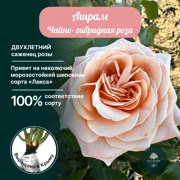 Саженец Роза чайно-гибридная Ашрам  в питомнике Наследие