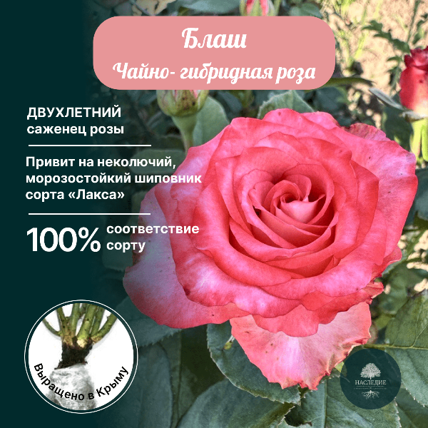 Роза чайно-гибридная Блаш в интернет-магазине pitomnik-nasledie.ru