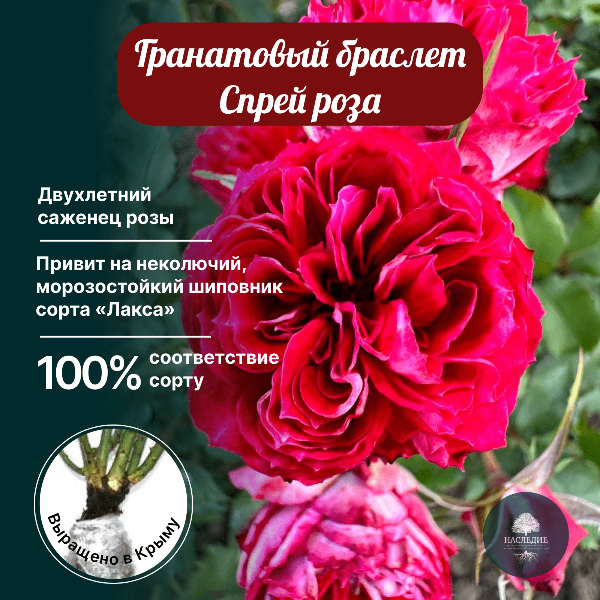 Роза спрей Гранатовый Браслет в интернет-магазине pitomnik-nasledie.ru