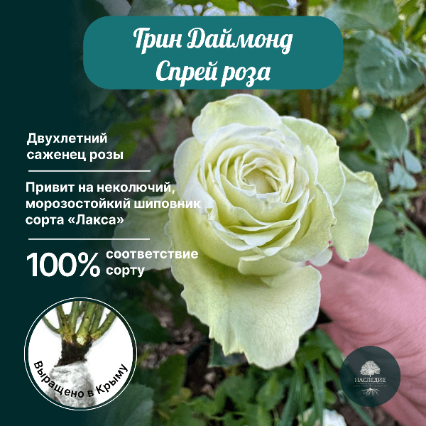 Роза спрей Грин Даймонд в интернет-магазине pitomnik-nasledie.ru