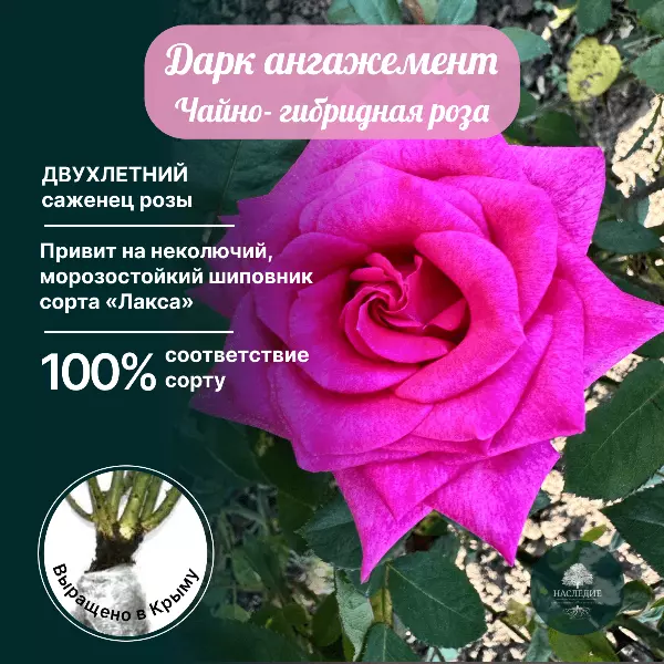 Роза АНГАЖЕМЕНТ чайно-гибридная