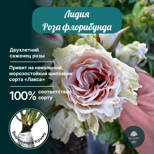 Роза флорибунда Лидия в интернет-магазине pitomnik-nasledie.ru