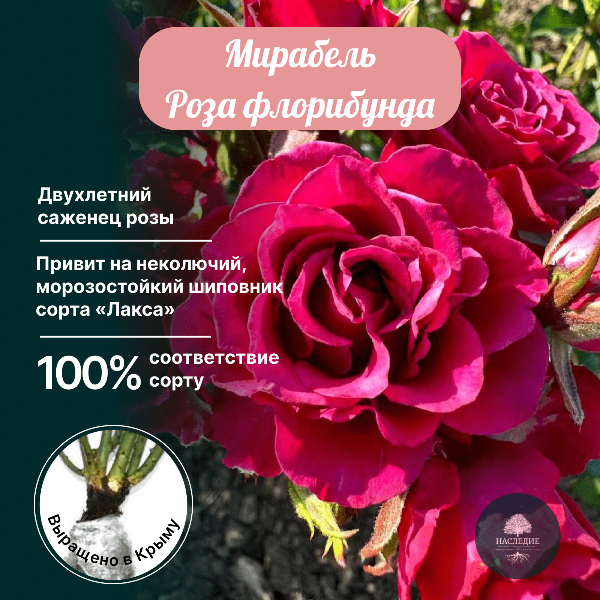 Роза флорибунда Мирабель в интернет-магазине pitomnik-nasledie.ru