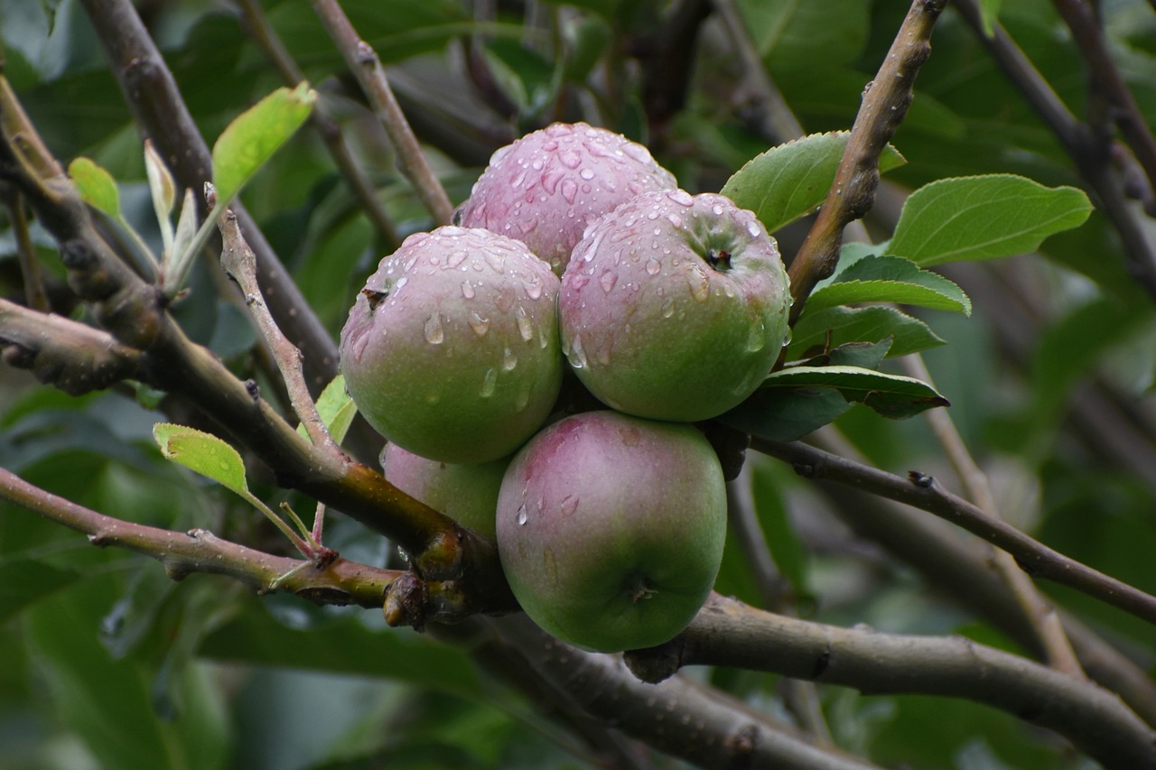 Плоды яблони -  плодовый саженец питомника Наследие
