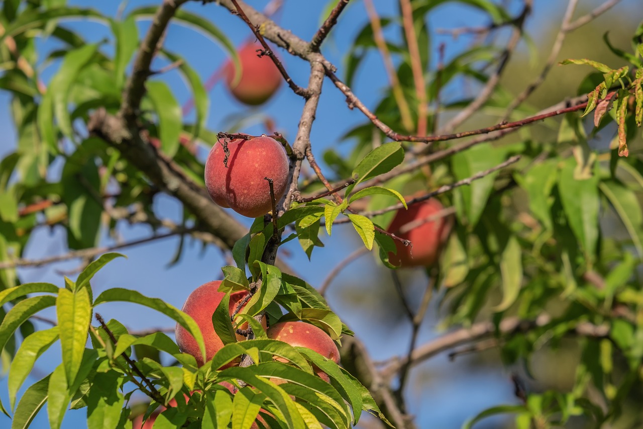 Плоды персика – саженцы питомника Наследие в Крыму