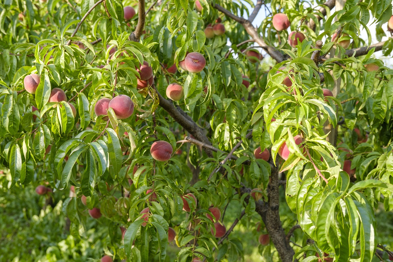 Плоды персика – саженцы от питомника Наследие, Крым