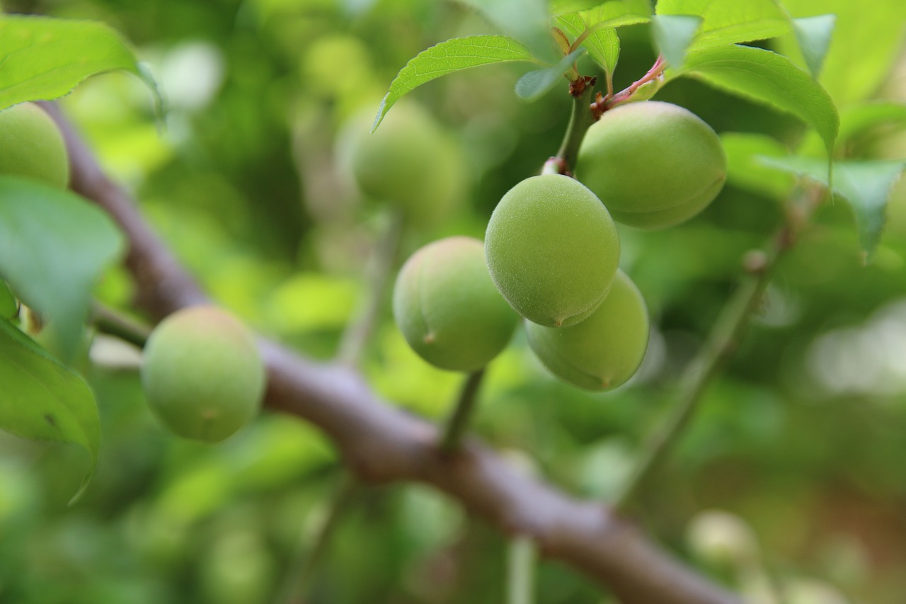 Зеленые плоды персика – саженцы от питомника Наследие, Крым