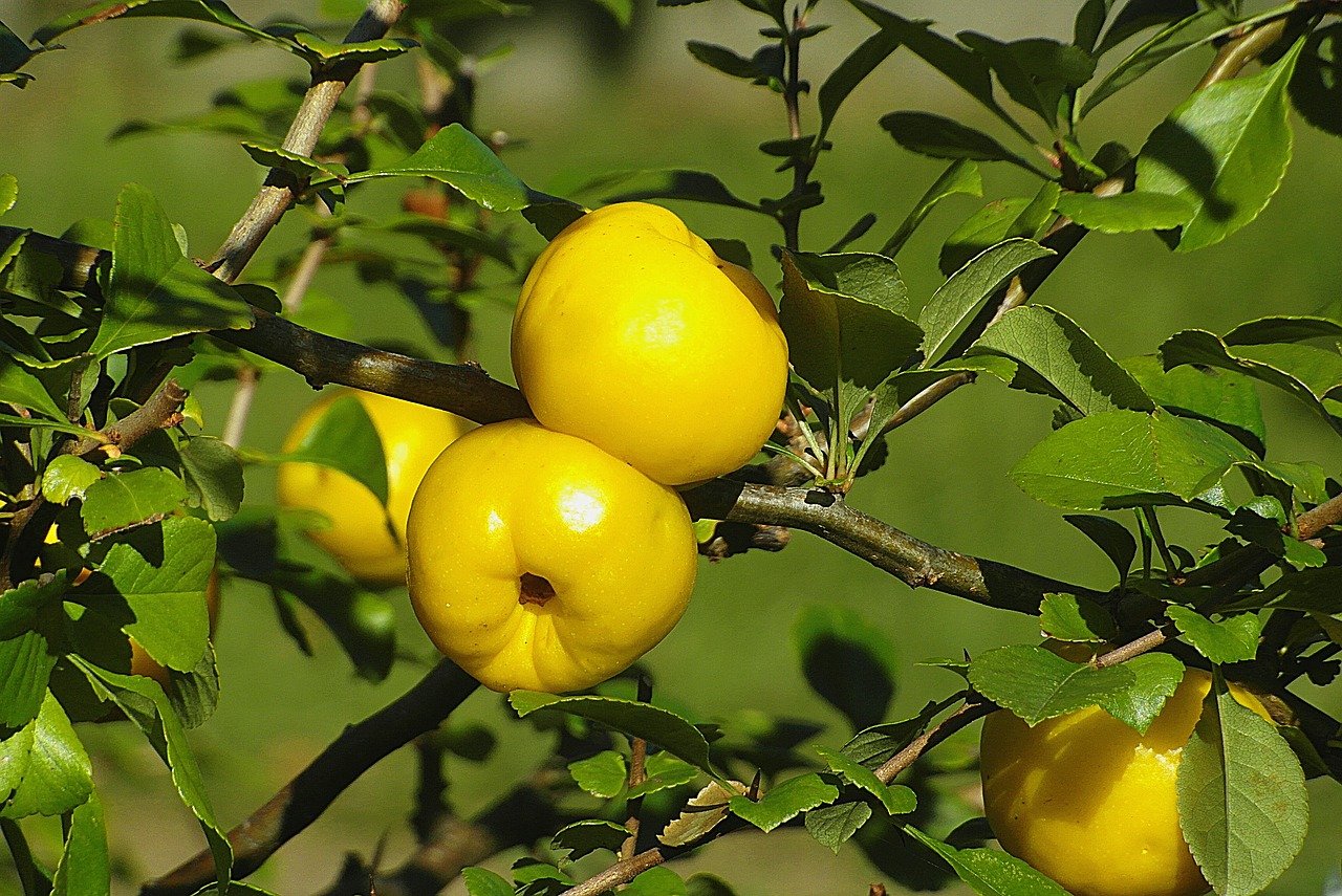 Плоды айвы -  плодовый саженец питомника Наследие