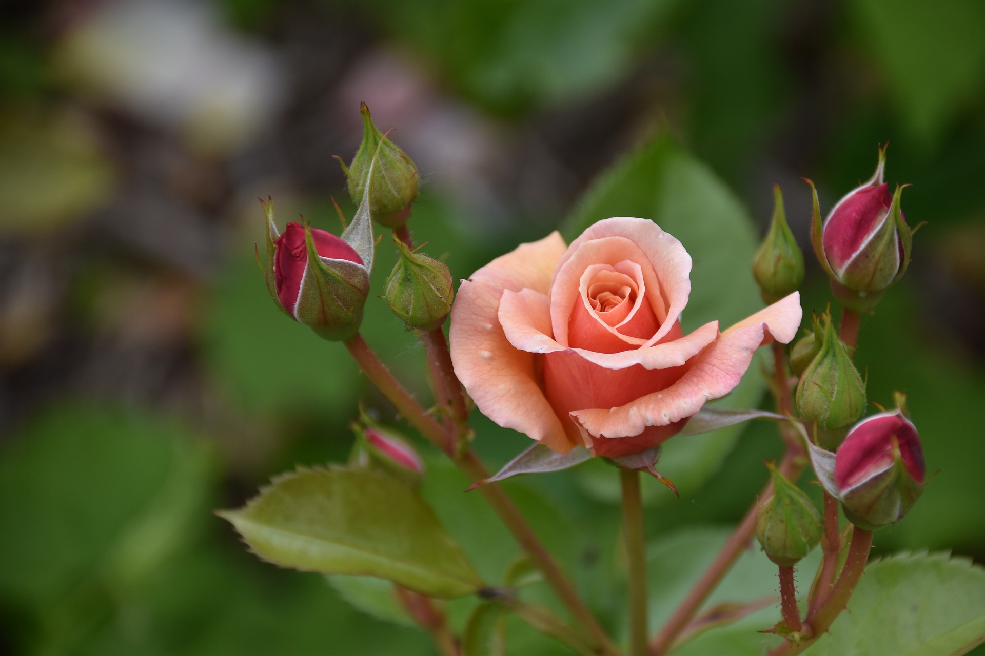 Купить саженцы роз в интернет-магазине питомника «Наследие»
