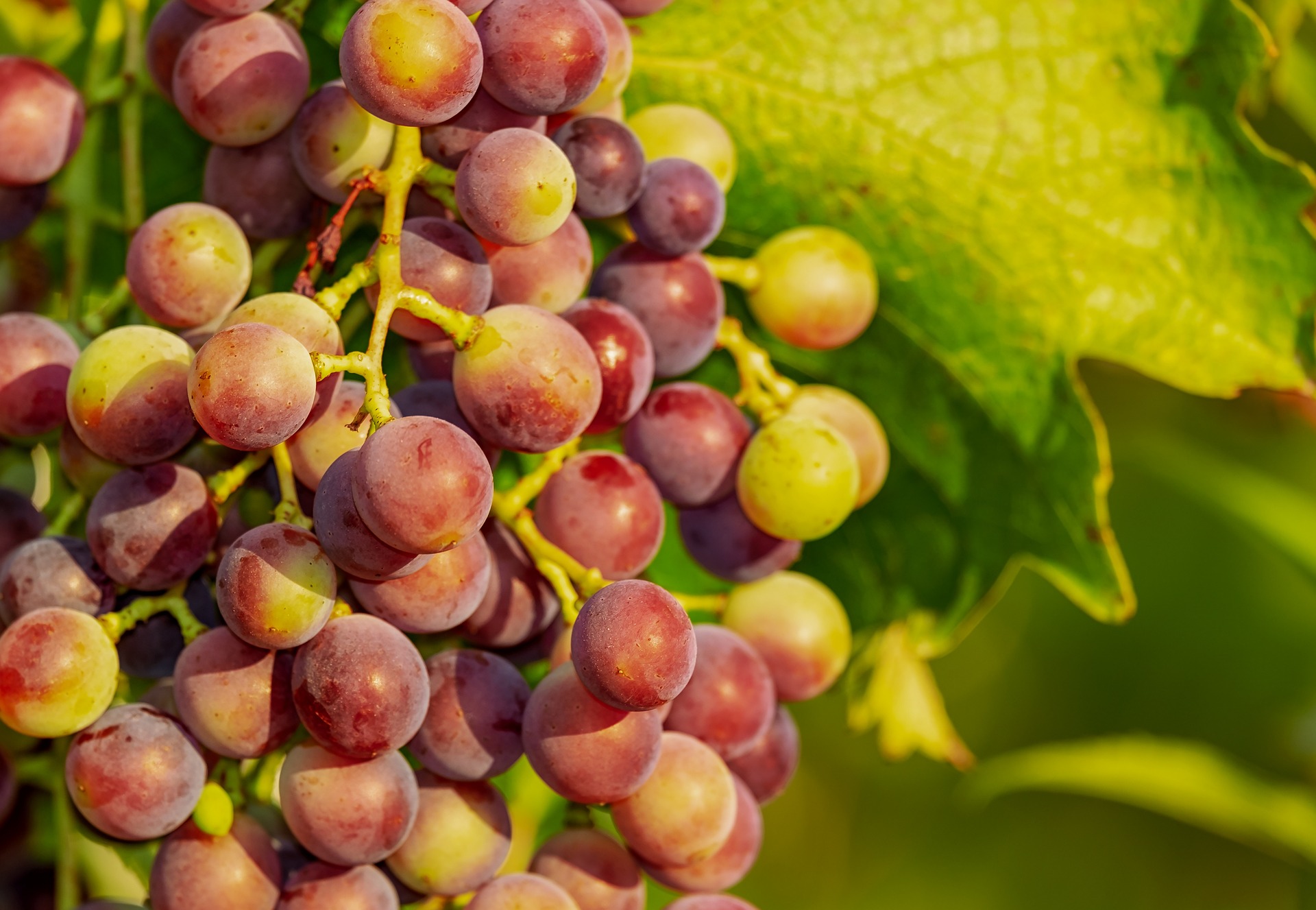 Плоды винограда в Крыму в питомнике «Наследие»