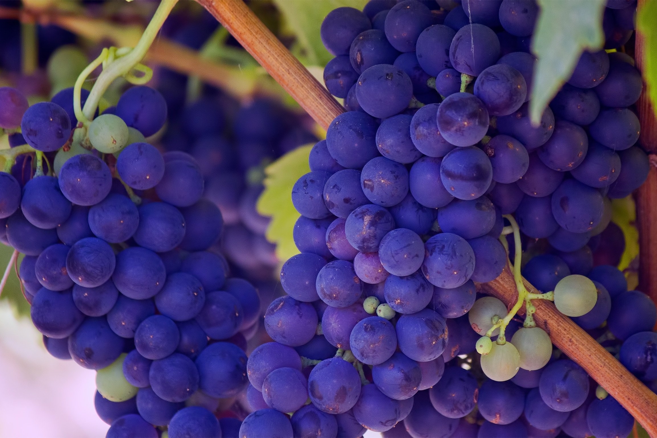 Саженцы винограда кишмиш морозостойкие от питомника «Наследие», Крым