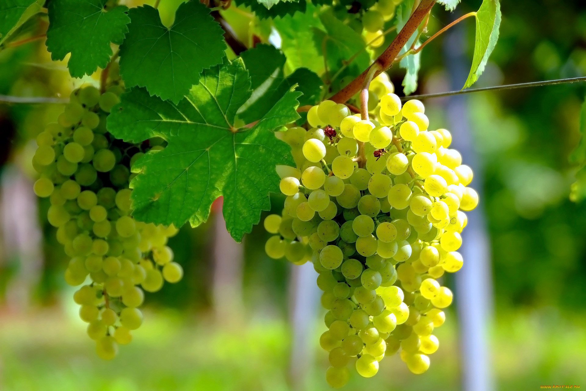 Купить саженцы винограда кишмиш в питомнике «Наслледие» в Крыму