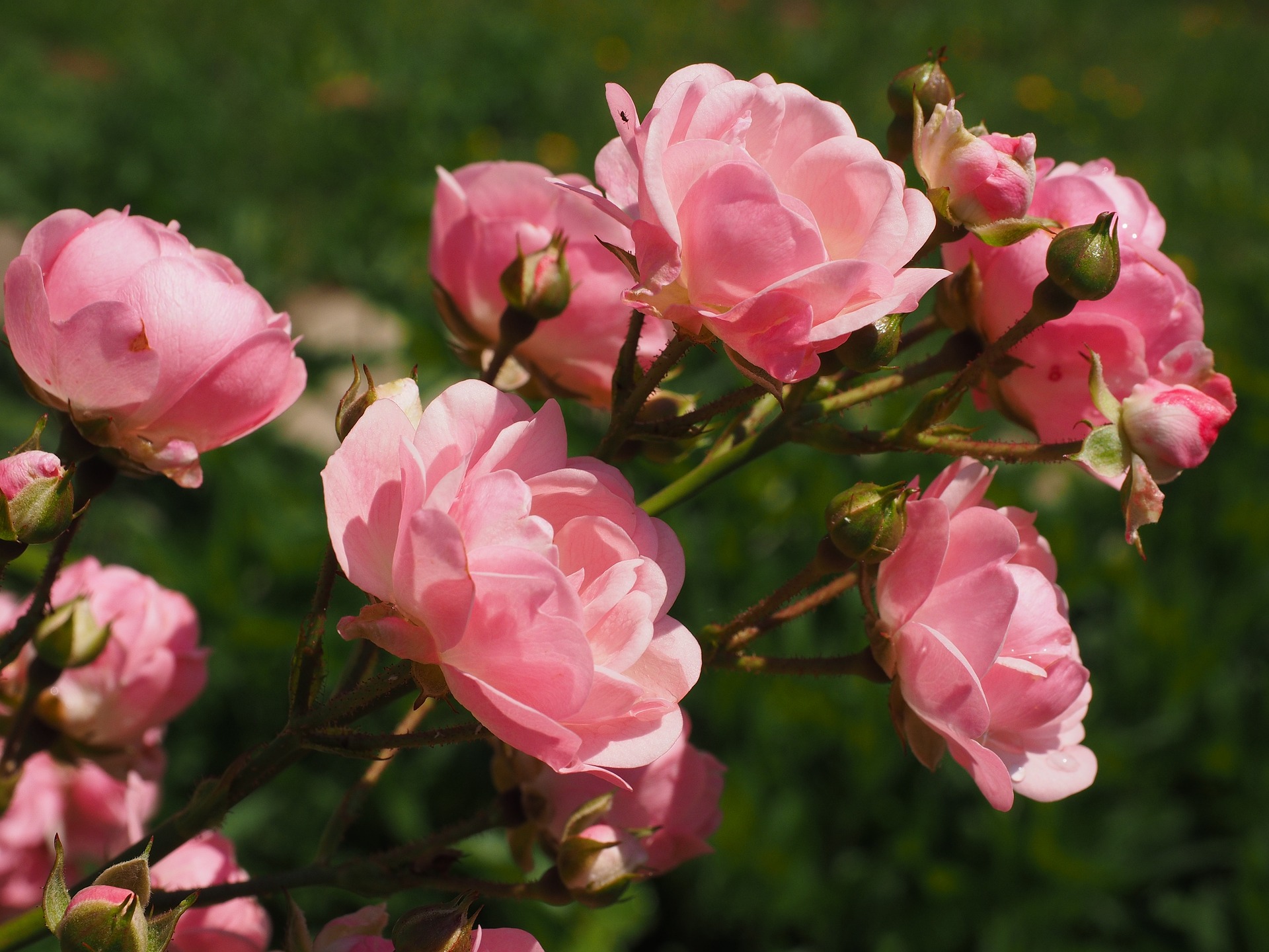 Саженцы роз от питомника «Наследие»